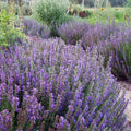 Hyssop Seeds - Purple Giant Agastache Rugosa Perennial Flower for Bees & Pollinators, 500 Seeds