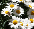 Oxeye Daisy Seeds - 200+ Pack, Leucanthemum Vulgare, Perennial Wildflower for Garden, White Flowers, Attracts Pollinators