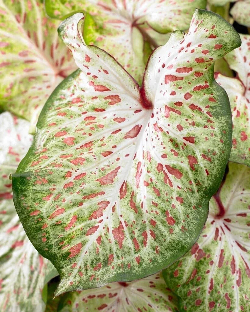 Caladium Bulbs 10 Pack Gingerland Variety, Colorful Tropical Foliage, Caladium bicolor for Gardens & Containers
