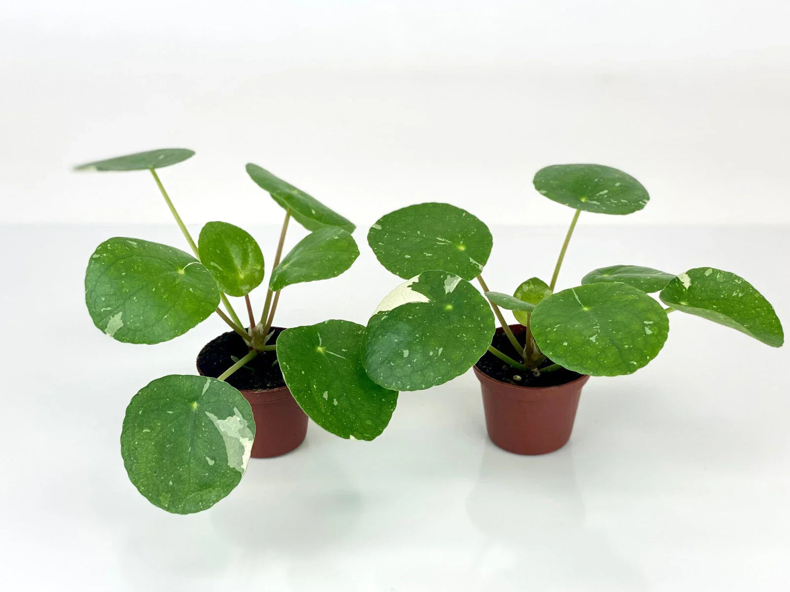 Variegated Pilea Peperomioides 'White Splash' Starter Plants - 2" Pots