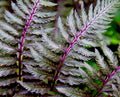 Lady Fern Seeds 1000 Spores Regal Red Filix Femina Niponicum Cold Hardy Shade Garden Plant