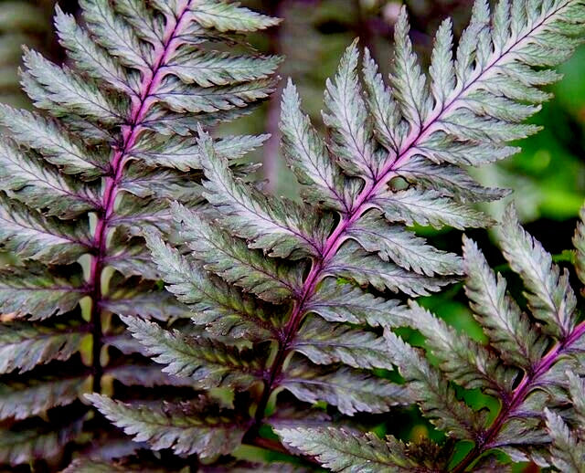Lady Fern Seeds 1000 Spores Regal Red Filix Femina Niponicum Cold Hardy Shade Garden Plant