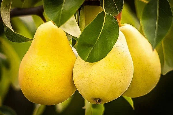 Kieffer Pear Tree Seeds 5+1 Free, Self-Pollinating, Disease-Resistant, Juicy, Sweet Fruit, Pyrus communis x Pyrus pyrifolia