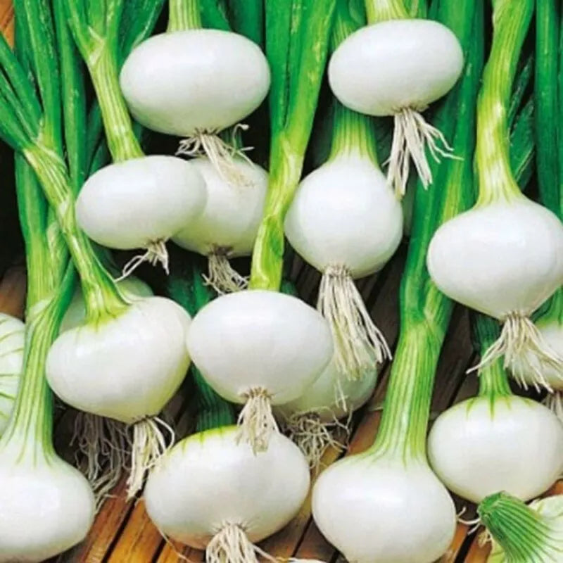 Crystal White Wax Onion Seeds – Non-GMO Vegetable Garden Seeds, Allium cepa, 200+ Seeds, Perfect for Cooking & Salads