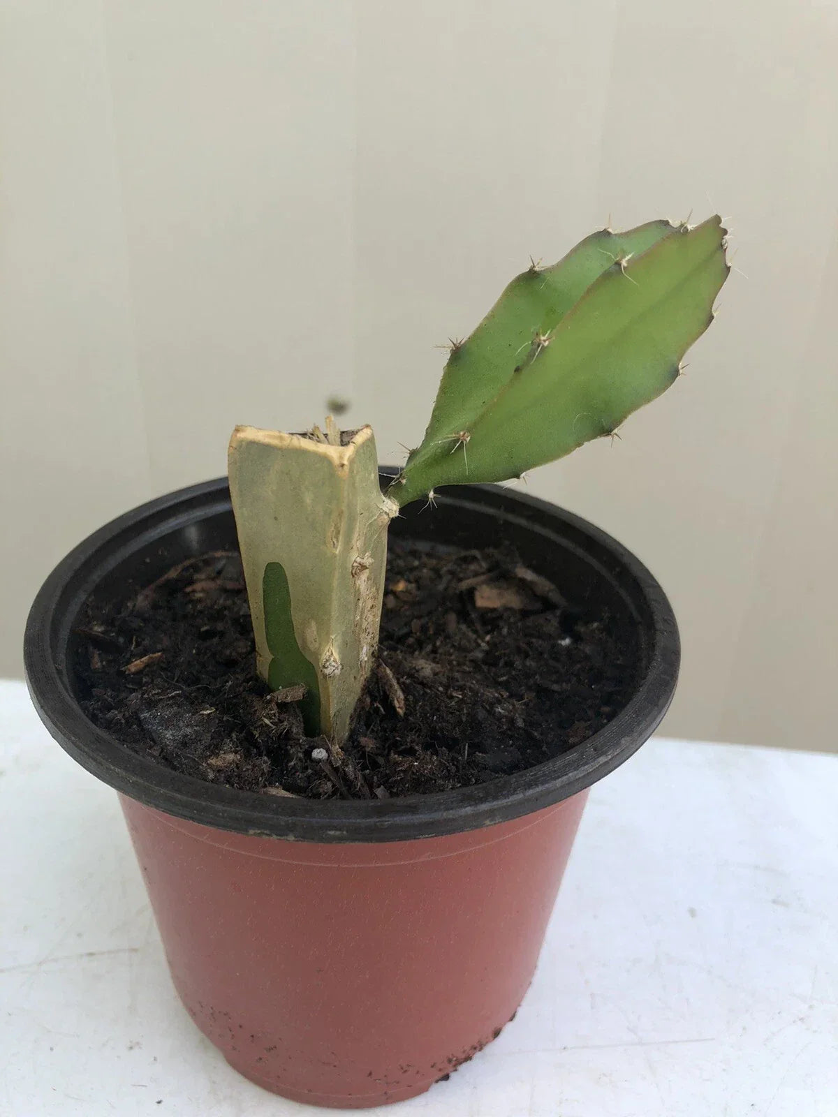 Rooted White Dragon Fruit Plant Cutting 6” in Pot | Hylocereus undatus | Tropical Cactus for Indoor & Outdoor Gardens