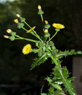 Prickly Sow-Thistle Seeds - 100+ Organic Heirloom Seeds (Sonchus asper) - Medicinal Herb for Natural Remedies