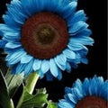 Midnight Oil Blue Sunflower Seeds – Helianthus annuus, 50 Pack, Vibrant Blue Annual Flowers for Garden, Attracts Pollinators
