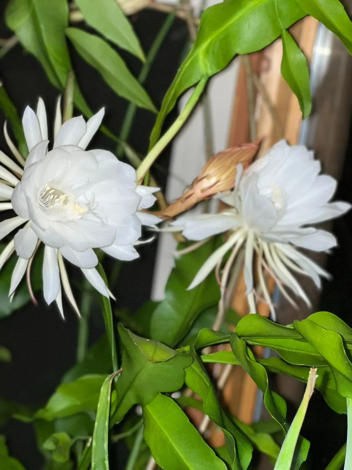 Queen of the Night Cactus Cutting - Unrooted Epiphyllum oxypetalum Indoor Plant for Unique Night Blooms