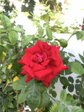 Blood Red Fragrant Rose Cuttings - 6-Inch Logs, Rosa spp., Garden Propagation, No Roots, Flowering, Fragrant, Hardy Zones 5-9