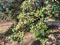 American Holly Cuttings - 12 Thin Ilex opaca Native Evergreen Screen Plant for Virginia Gardens