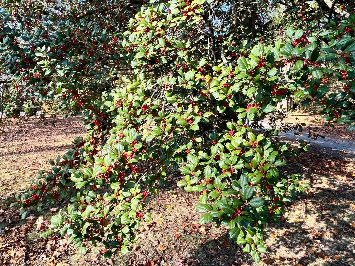 American Holly Cuttings - 12 Thin Ilex opaca Native Evergreen Screen Plant for Virginia Gardens