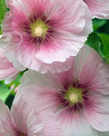 Blush Hollyhock Seeds - 25 Perennial Flower Seeds - Pink & White - Alcea rosea - Easy to Grow Garden Seeds