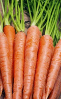 Carrot Seeds 600+ Tendersweet Variety, Sweet & Tender Daucus carota, Vegetable Seeds for Garden & Containers