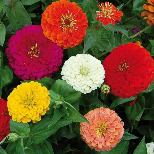 Zinnia Seeds - Benary's Giant Mix, 30 Seeds, Colorful Annual Flowers, Zinnia elegans, Bright Blooming Garden Seeds