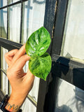 Philodendron Variegated Heartleaf Cuttings - 2 Rooted, Hederaceum, Indoor Plant, Vining, Easy Care