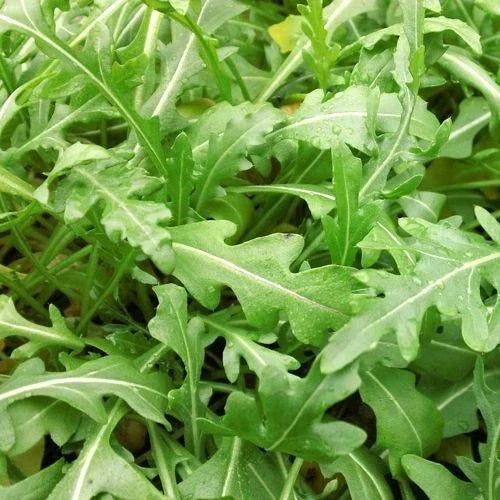 Sylvetta Arugula Seeds - Heirloom Non-GMO Organic Salad Greens - Eruca sativa - Pack of 100 Seeds