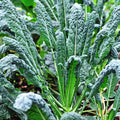 Lacinato Kale Seeds 300+ Non-GMO Brassica oleracea var. sabellica Vegetable for Home Garden, Dark Green, Nutrient-Dense