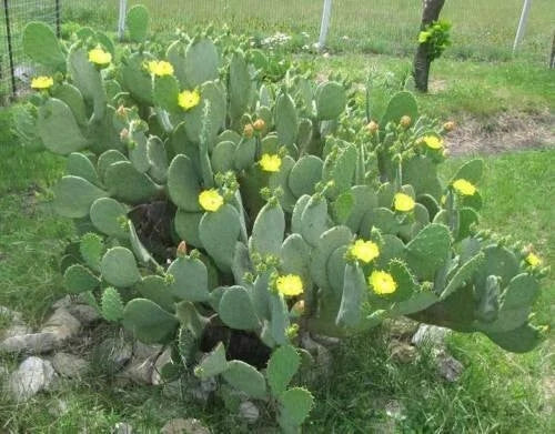 Hardy Spinyless Opuntia Cacanapa Ellisianna Prickly Pear Cactus Succulent Plant