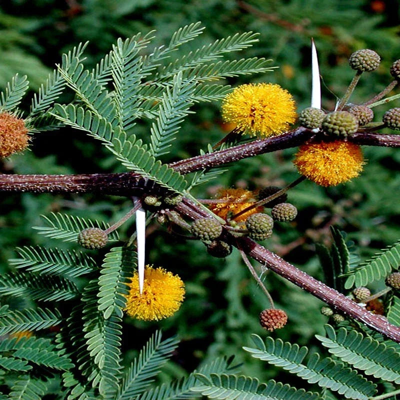 Sweet Acacia Seeds - Acacia farnesiana - Fast Growing Wattle Tree for Gardens & Landscaping - 10 Seeds