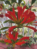 Orange Lipstick Plant Live 4" Pot Aeschynanthus Xsplendidus Indoor Flowering Houseplant