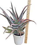 Rooted Aloe Plant 18 in Blue Sky Hybrid with Orange Teeth, Unique Succulent, Indoor/Outdoor Aloe Vera, Rare Aloe Variety