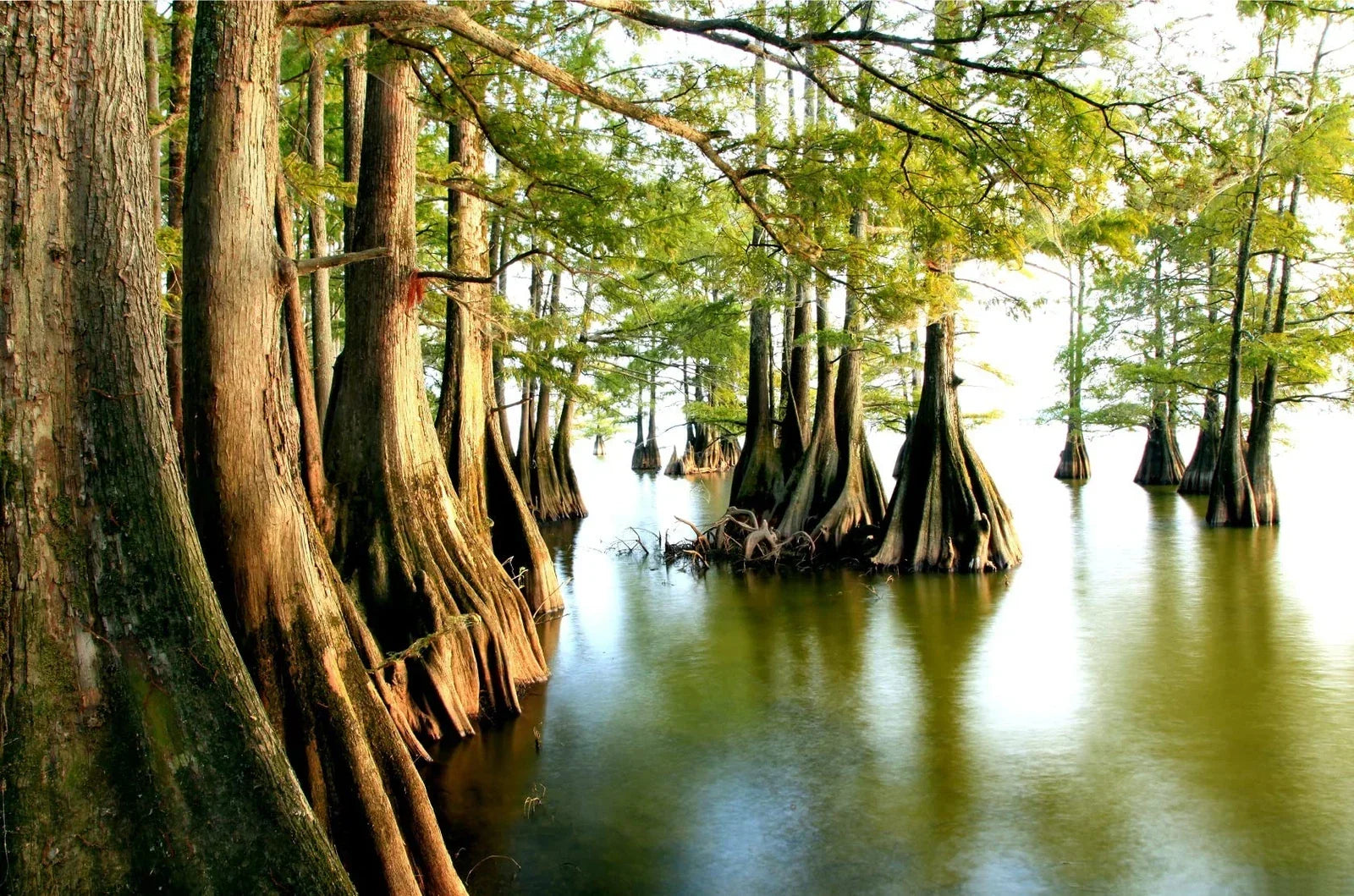 Swamp Cypress Seeds for Planting | 10 Seeds | Taxodium distichum var. imbricarium | Drought-Resistant Waterlogged Soil Tree
