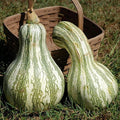 Cushaw Green Striped Pumpkin Seeds | Heirloom Non-GMO Cucurbita maxima | Garden Planting Seeds