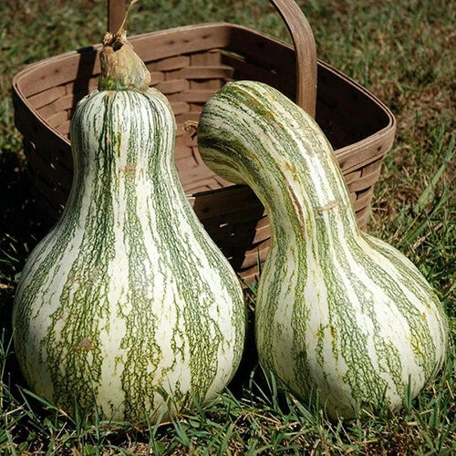 Cushaw Green Striped Pumpkin Seeds | Heirloom Non-GMO Cucurbita maxima | Garden Planting Seeds