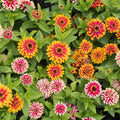 Swizzle Mix Zinnia Seeds - 100+ Pack, Colorful Annual Flowers, Zinnia elegans, Easy to Grow, Vibrant Garden Flowers