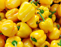 Organic California Wonder Bell Pepper Seeds - 50+ Non-GMO Capsicum annuum for Garden, Container, or Raised Bed