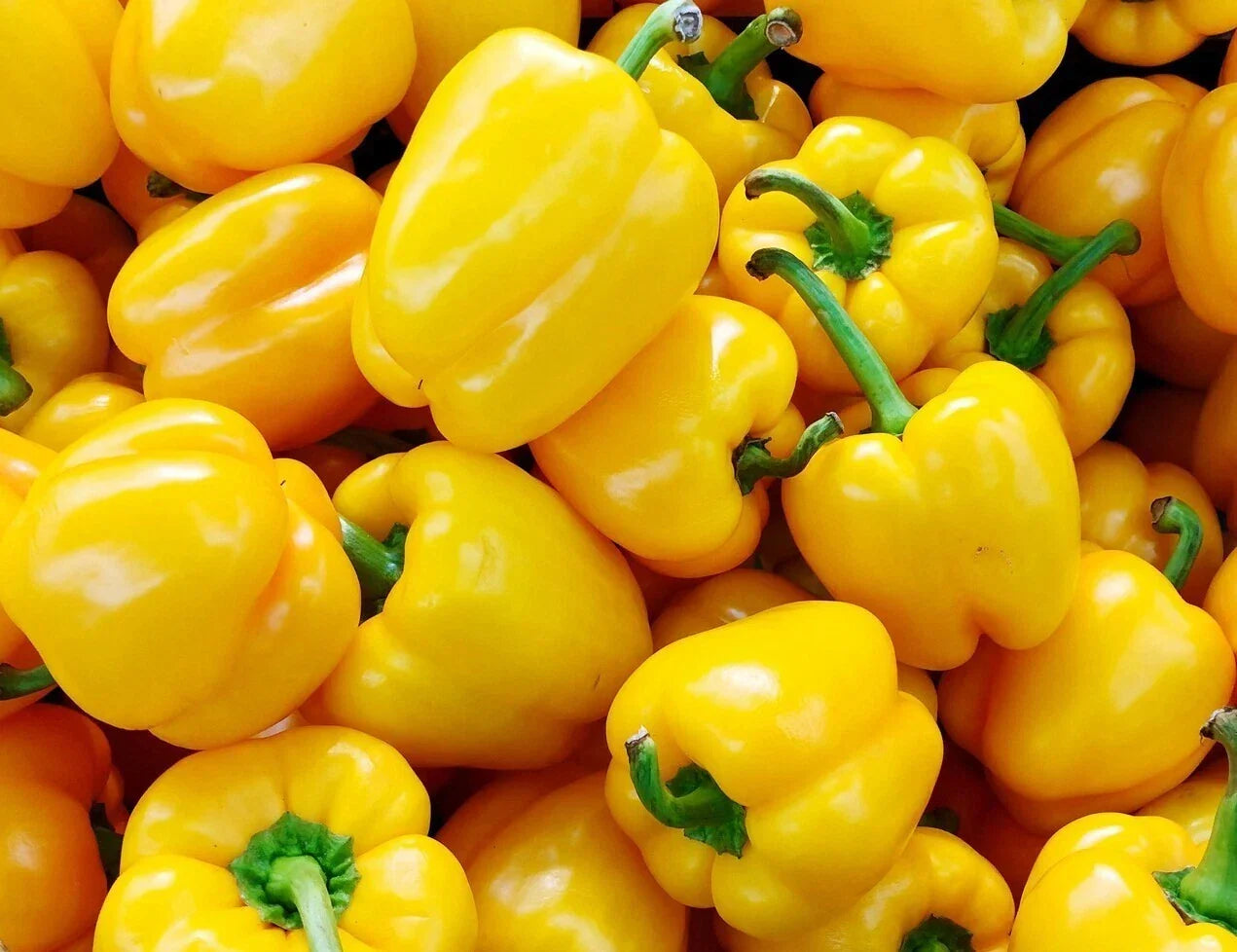 Organic California Wonder Bell Pepper Seeds - 50+ Non-GMO Capsicum annuum for Garden, Container, or Raised Bed