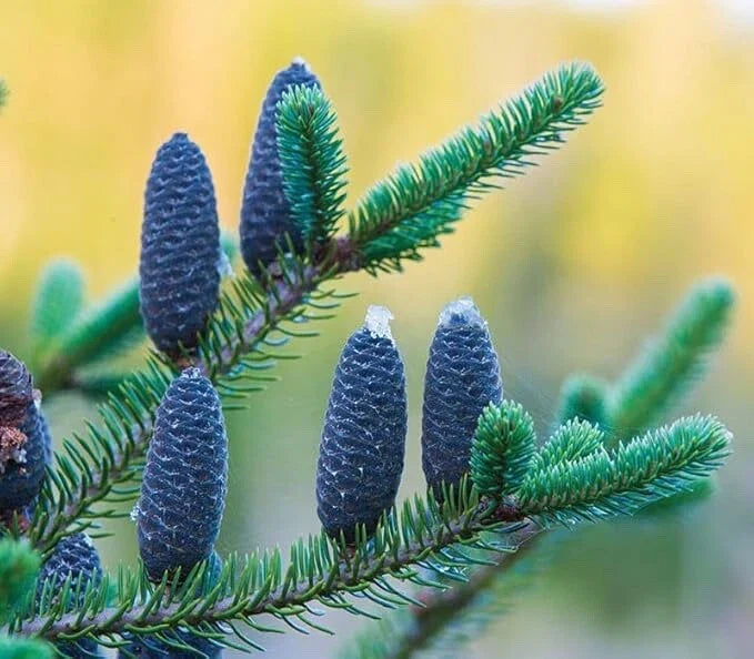 Balsam Fir Tree Seedlings - 12-24 Inches Tall - Abies balsamea - Evergreen Landscaping Planting