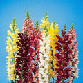 Snapdragon Seeds 250 Pack - Antirrhinum majus Exotic Garden Flowers for Borders & Cuttings