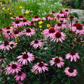 Purple Coneflower Seeds - Organic Echinacea purpurea - 200 Seeds for Garden, Attracts Pollinators, Drought Resistant, USA Grown