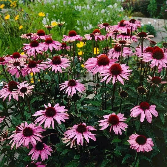 Purple Coneflower Seeds - Organic Echinacea purpurea - 200 Seeds for Garden, Attracts Pollinators, Drought Resistant, USA Grown