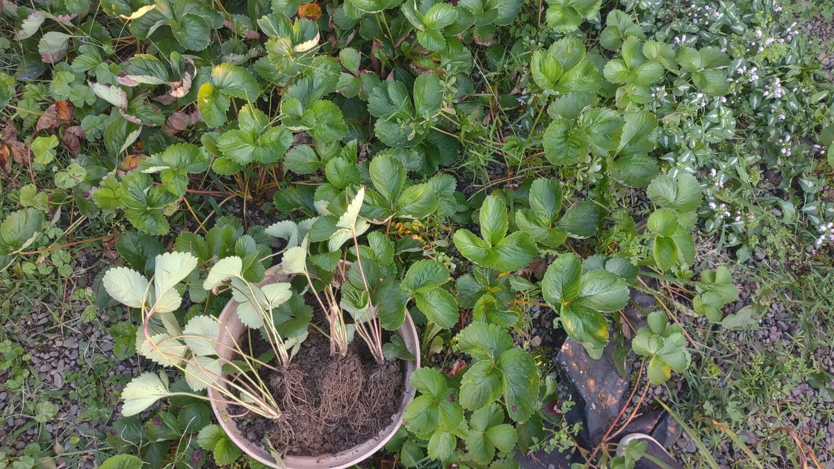 Strawberry Plants 5-Pack Bare Root Ozark Beauty Fragaria x ananassa Extra Large Sweet Berries for Garden