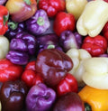 Bell Pepper Seeds Mix - 50+ Varieties in Red, Purple, Green, White, Yellow, Chocolate - Garden Veggies, Capsicum annuum
