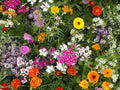 Fragrant Wildflower Seeds Mix - Vibrant Garden Bloomers - Non-GMO, Attracts Pollinators, Full Sun to Partial Shade