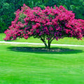 Crape Myrtle Tree Seeds - Lagerstroemia Indica - Lilac Flowering Plant for Garden, Landscaping & Pollinator Attraction