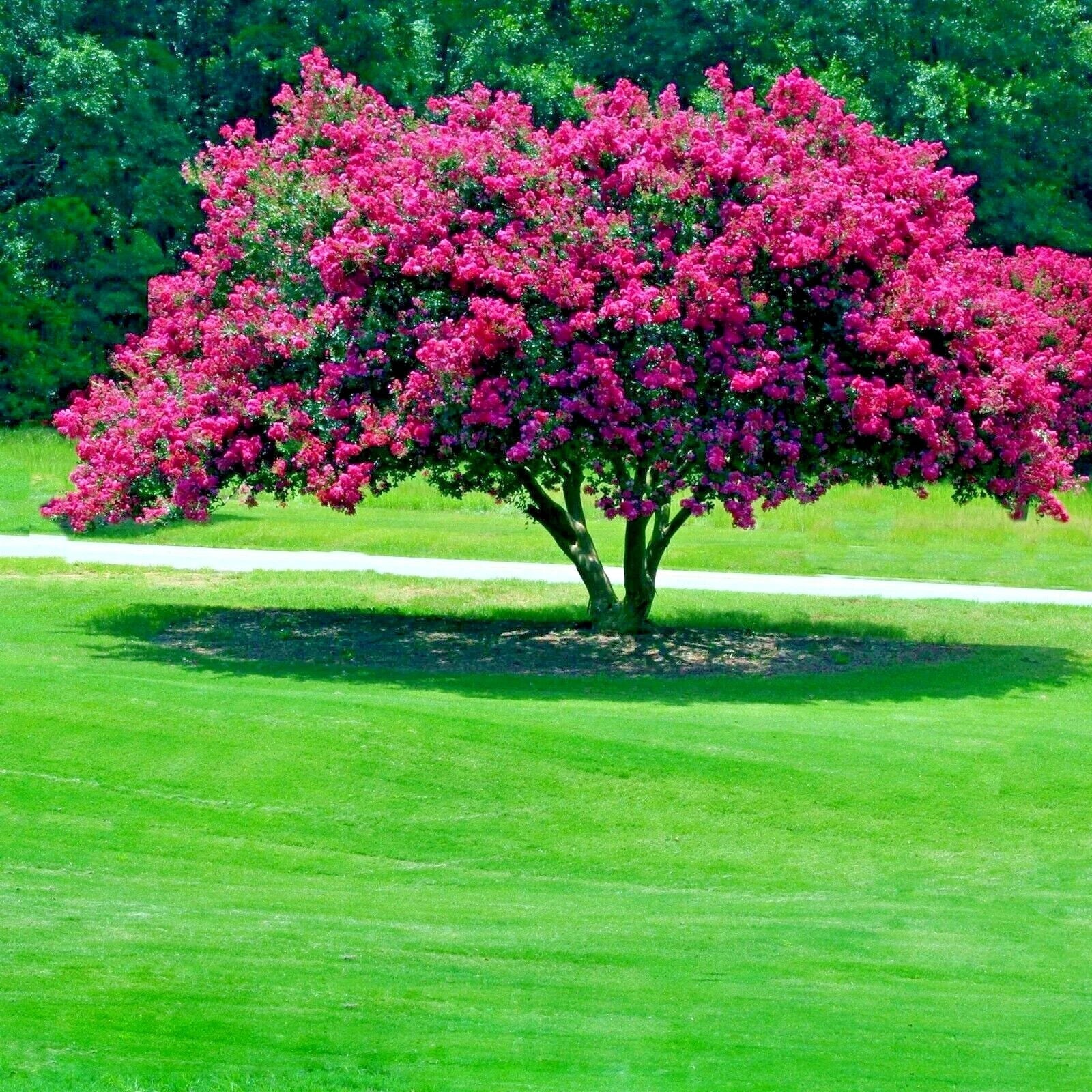 Crape Myrtle Tree Seeds - Lagerstroemia Indica - Lilac Flowering Plant for Garden, Landscaping & Pollinator Attraction