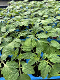 Rare Old German Tomato Live Plants - Lot of 2, Heirloom Solanum lycopersicum, 6-10 inch, Unique Flavor, Container & Garden Growing