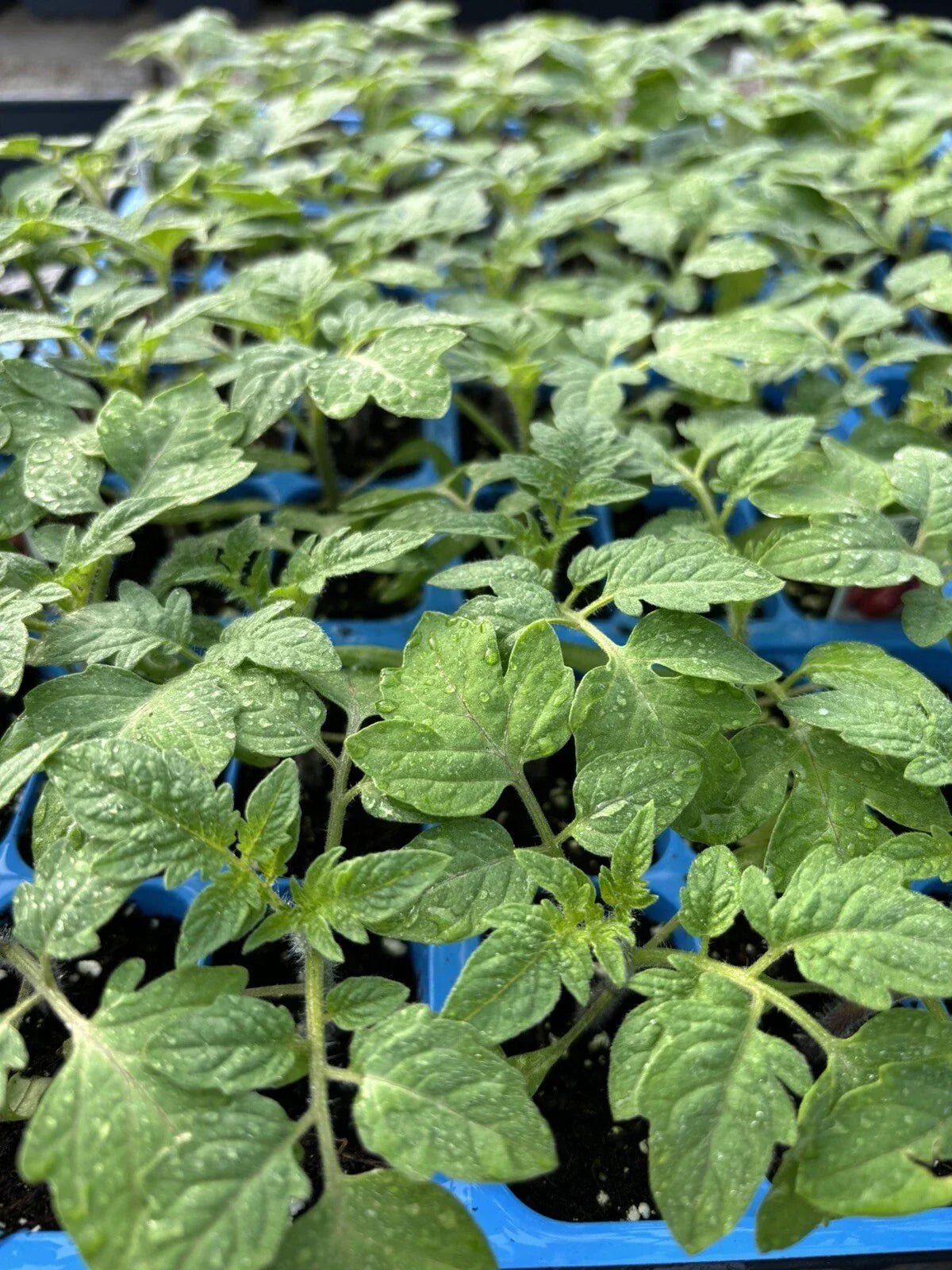 Rare Old German Tomato Live Plants - Lot of 2, Heirloom Solanum lycopersicum, 6-10 inch, Unique Flavor, Container & Garden Growing