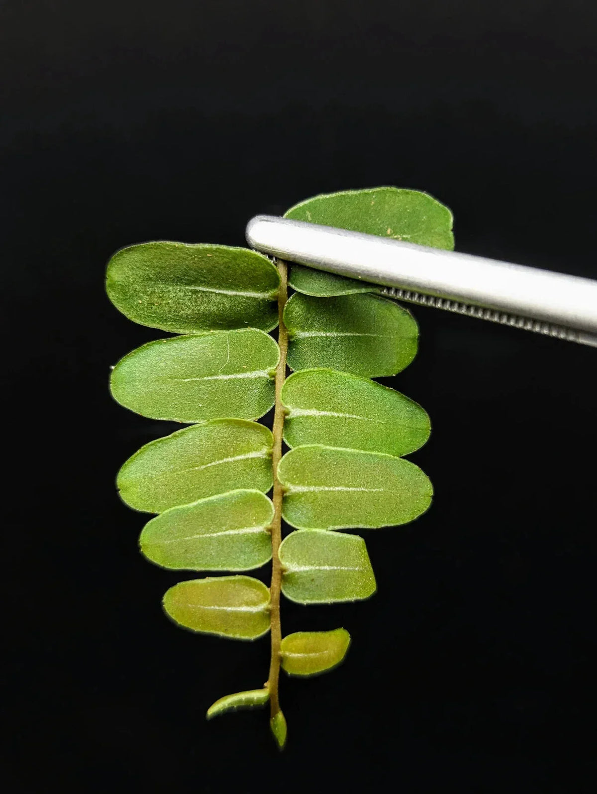 Marcgravia sp Olivine Cutting - 10-Leaf Rare Tropical Terrarium Plant