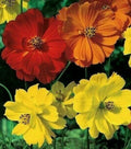 Cosmos Seeds 100+ Bright Lights Flower Mix Orange Yellow Annual Cosmos bipinnatus for Garden, Flower Bed, Container