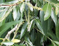 Black Willow Bonsai Tree - Live Indoor Outdoor Salix nigra with Thick Trunk and Cascading Branches