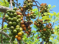 Hog Plum Cuttings 8-10" Jamaican Red Coat Plum Spondias purpurea Tropical Fruit Plant