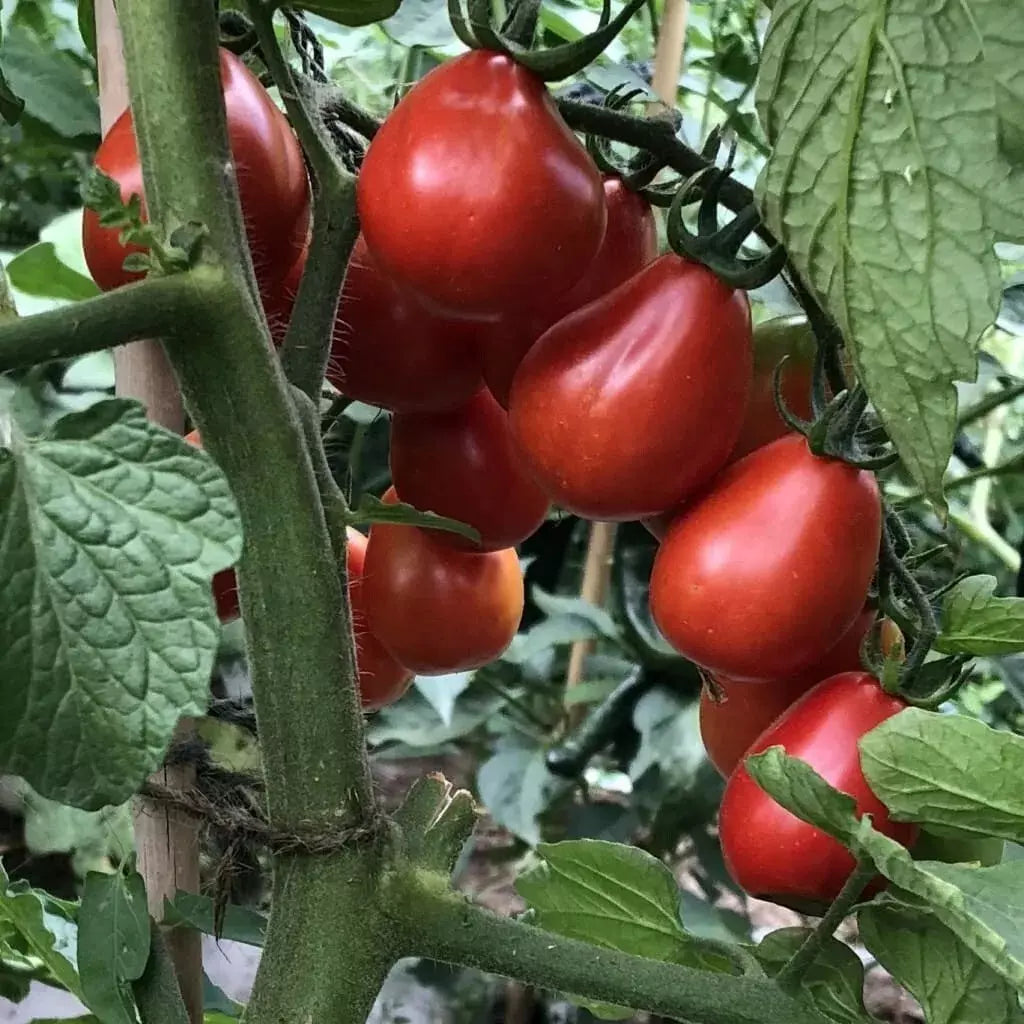 Napoli Tomato Seeds - Organic Heirloom Non-GMO Solanum lycopersicum, 120+ Seeds for Home Gardening