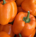 Orange Bell Pepper Seeds - Non-GMO Capsicum annuum Vegetable Seeds for Garden & Container Growing