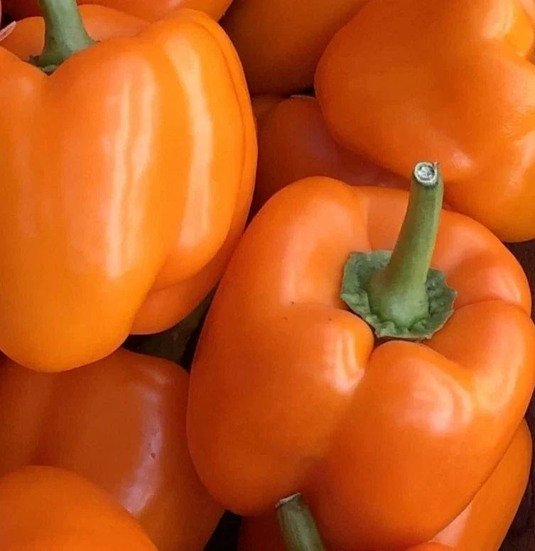 Orange Bell Pepper Seeds - Non-GMO Capsicum annuum Vegetable Seeds for Garden & Container Growing