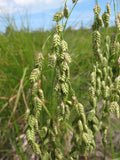 Rattlesnake Ornamental Grass Seeds - 150 Pack, Euphorbia nutans, Marsh Plant, Drought-Tolerant, Full Sun, Natural Landscaping